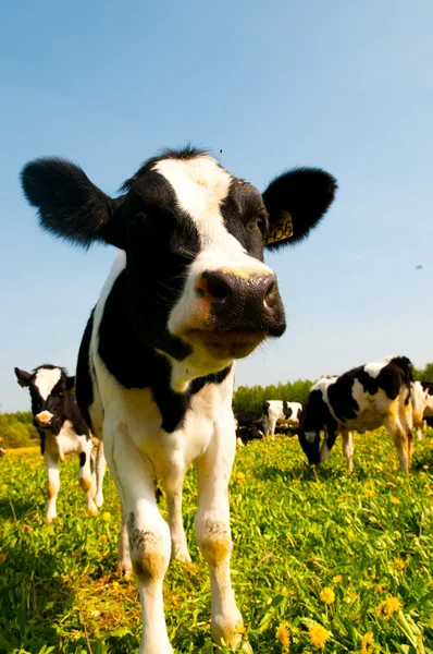 Vaca en un pasto —  Fotos de Stock