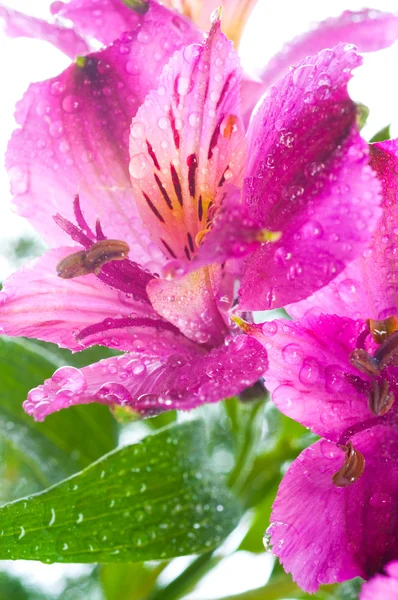 Alstroemeria / квітка і падіння роса — стокове фото