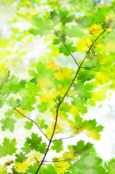 Čisté zelené listy — Stock fotografie