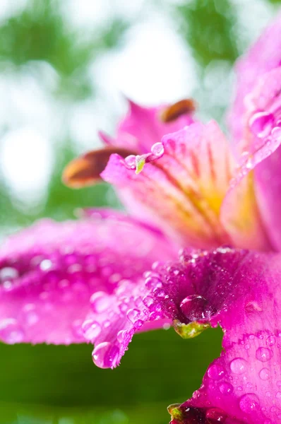 Alstroemeria / 꽃과 드롭 물방울 — 스톡 사진