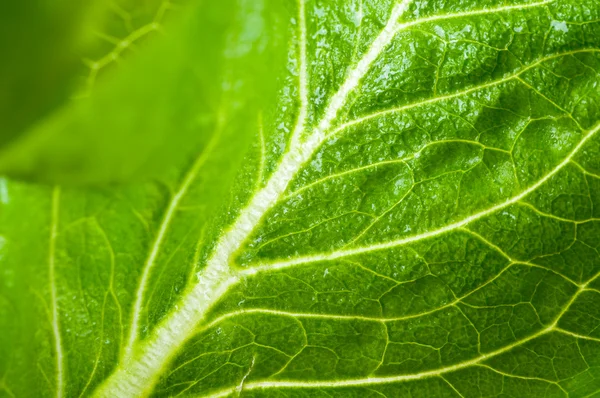 Čerstvé listy hlávkového salátu — Stock fotografie