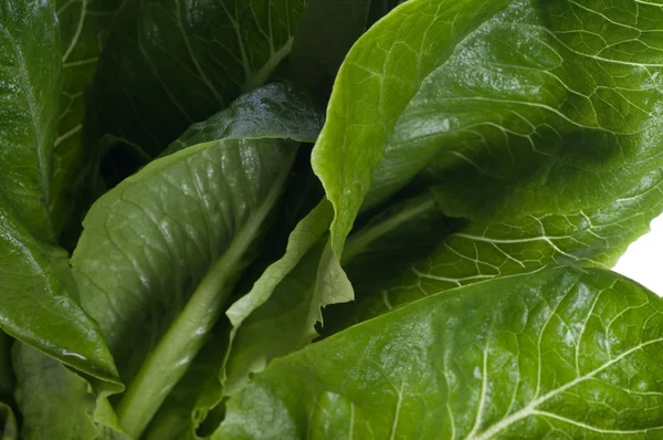 Fresh leaves of the lettuce — Stock Photo, Image