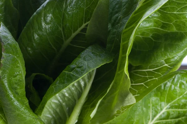 Čerstvé listy hlávkového salátu — Stock fotografie