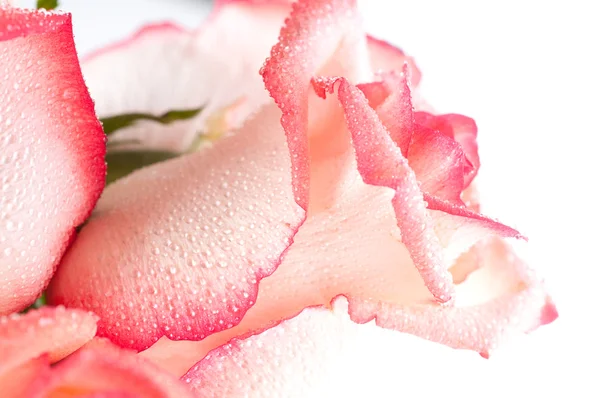 Zachte bloemblaadjes van rozen — Stockfoto