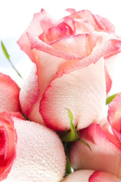 Мягкие лепестки роз — стоковое фото
