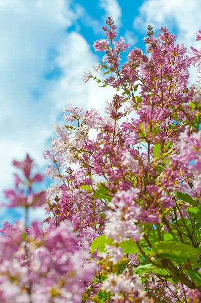 Lila bloem achtergrond — Stockfoto