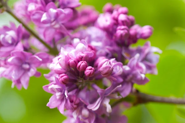 Fondo flor lila —  Fotos de Stock