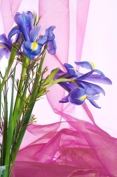 Spring paarse bloemen irissen — Stockfoto