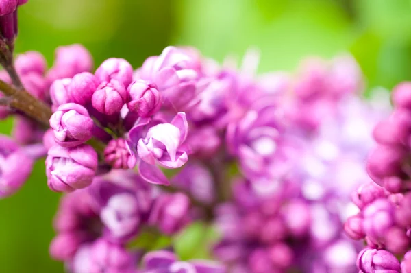 紫色花背景 — 图库照片