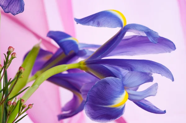 Wiosna kwiaty fioletowe Irysy — Zdjęcie stockowe