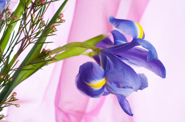 春の紫色の花菖蒲 — ストック写真