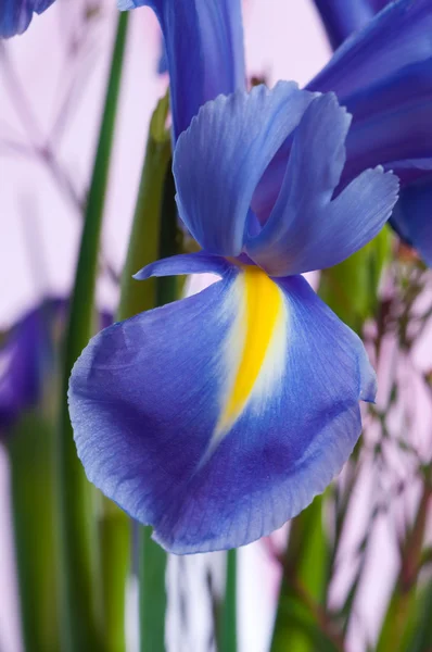 Spring purple flowers irises — Stock Photo, Image