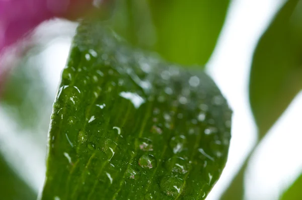 新鲜绿叶上的露珠 — 图库照片