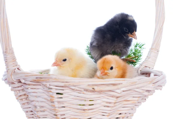 Lindos polluelos bebé, sobre fondo blanco —  Fotos de Stock