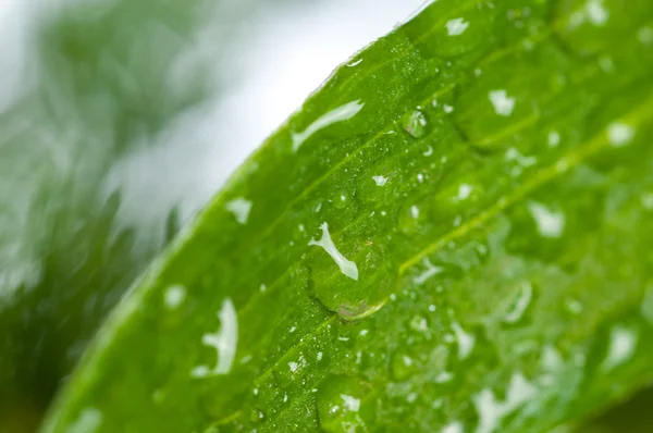 Зеленый свежий лист на росе — стоковое фото
