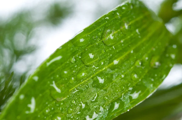 Green fresh leaf on dew — Stock Photo, Image