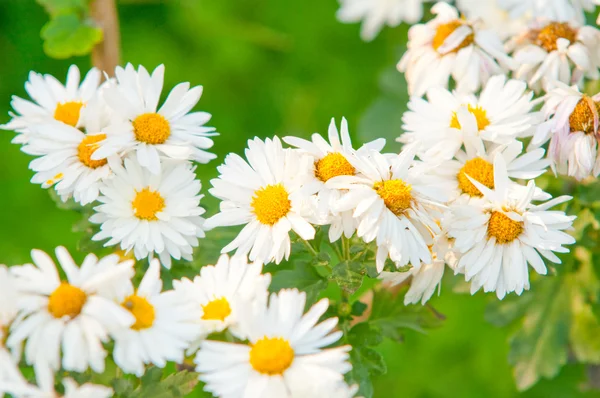 Spring flower. Camomiles — Stock Photo, Image