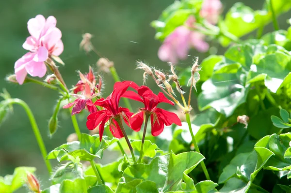 Bodziszek kwiaty i rośliny przydatne — Zdjęcie stockowe