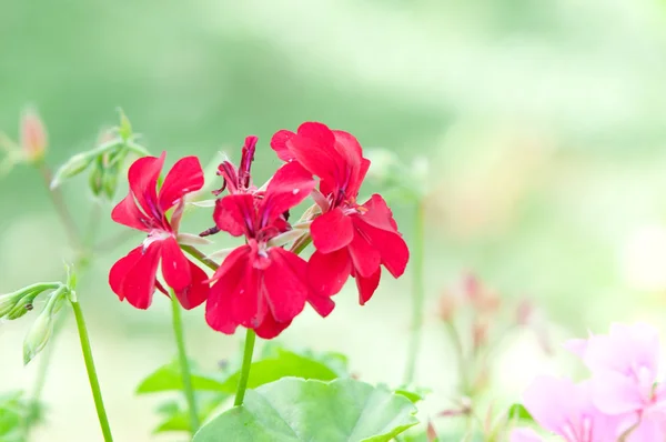 Geranium květiny a rostliny užitečné — Stock fotografie