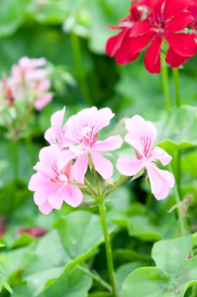 Geranium blommor och växter som är användbara — Stockfoto
