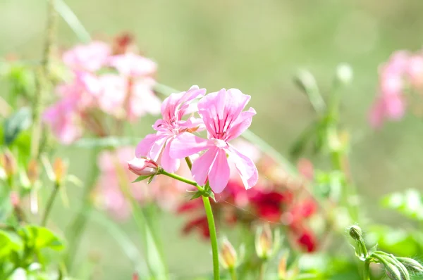 Flores e plantas de gerânio úteis — Fotografia de Stock