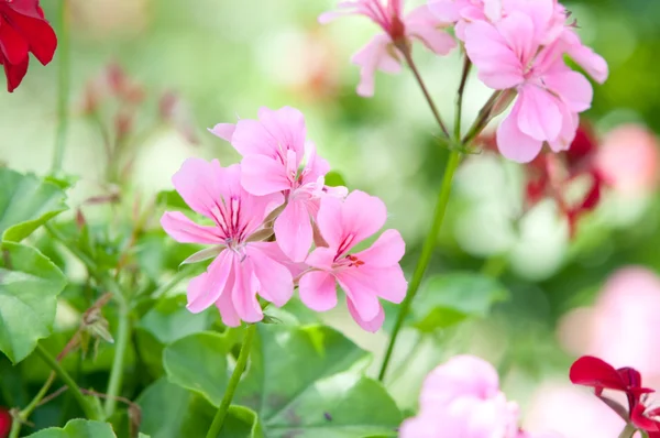 Flores y plantas de geranio útiles — Foto de Stock