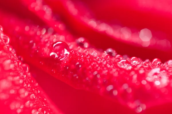Pétalos de rosas — Foto de Stock