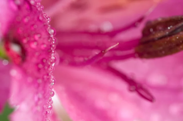 Alstroemeria / Flower — стоковое фото
