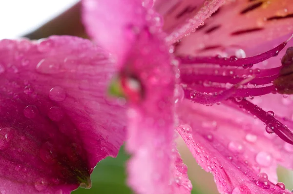 Alstroemeria / Blume — Stockfoto