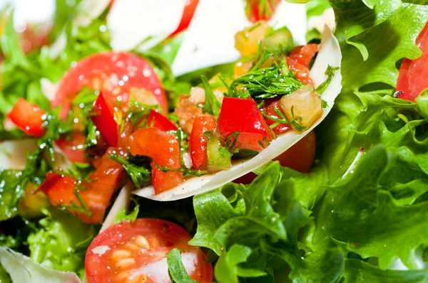 Tomaten mit Käse / Salat — Stockfoto