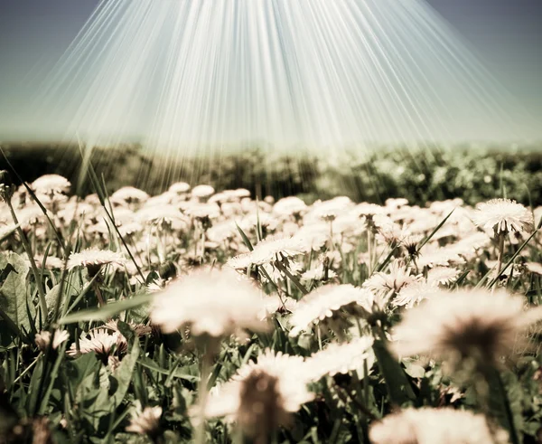 Field of dandelions of the sky — Stock Photo, Image