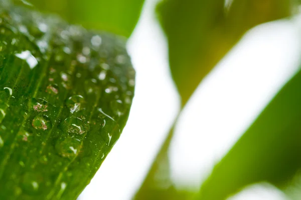 Green leaf. — Stock Photo, Image