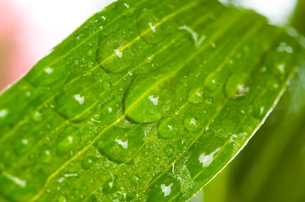 Зеленый лист . — стоковое фото