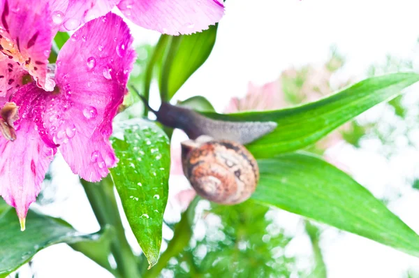 Ślimak świeży liść — Zdjęcie stockowe