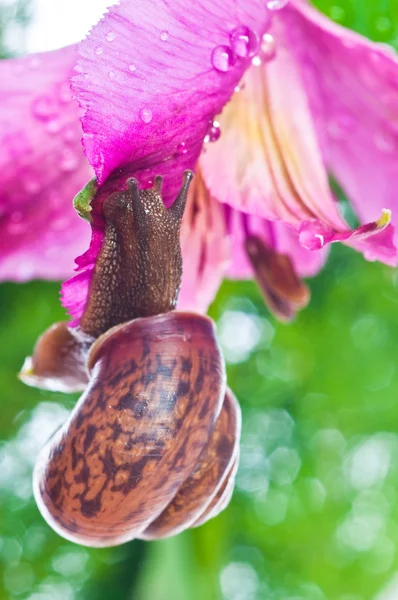 Snail on fresh leaf — Stock Photo, Image