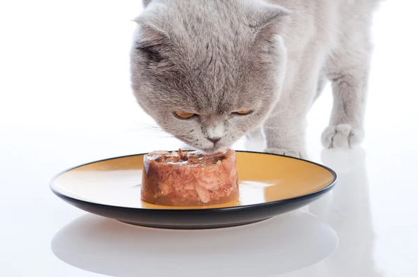 Кошка ест — стоковое фото