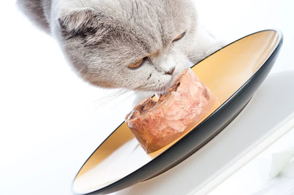 Comer gato —  Fotos de Stock