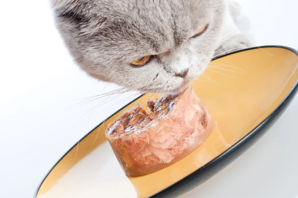 猫吃 — 图库照片