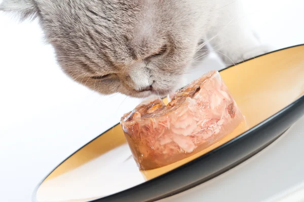 Jedzenie kotów — Zdjęcie stockowe