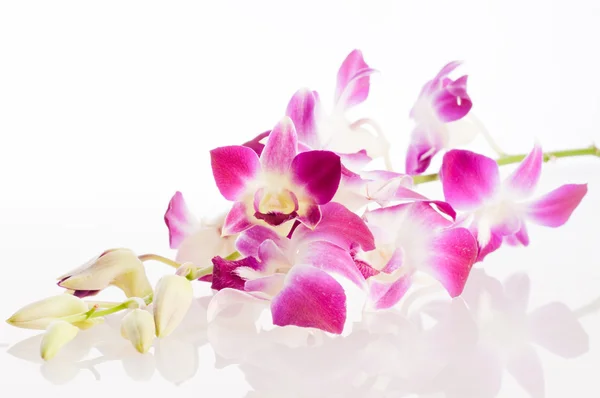 Orquídea. Isolamento — Fotografia de Stock