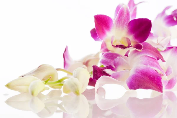Орхидея. Изоляция — стоковое фото