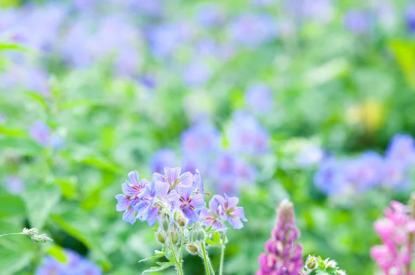 Floración a principios del verano — Foto de Stock