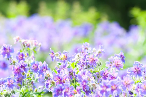 Erken yaz çiçek — Stok fotoğraf