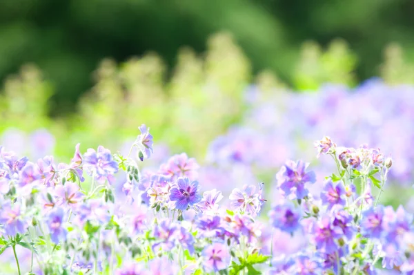 Early summer flowering — Stock Photo, Image