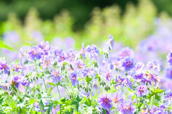 초여름 꽃 — 스톡 사진