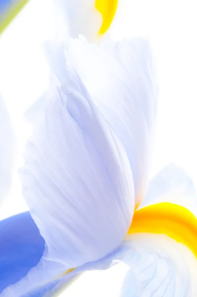 Detail okvětních iris — Stock fotografie