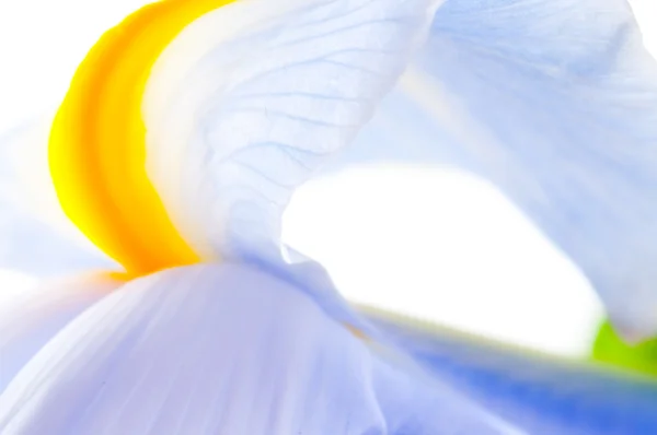 Close up van iris petal — Stockfoto