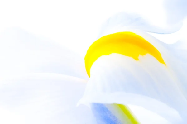Nahaufnahme von Irisblütenblättern — Stockfoto