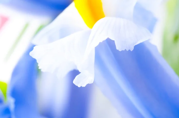 Close up van iris petal — Stockfoto