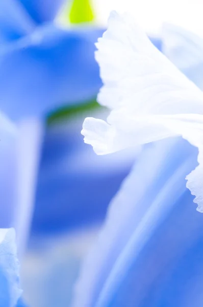 アイリス花弁のクローズ アップ — ストック写真